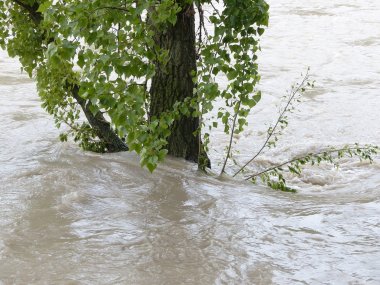 Baum im Hochwasser stehend